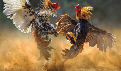 Cách nuôi gà chọi – khỏe – đá hay nhất tại Vaobo247
